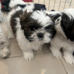 Shih Tzu Puppies from Ashley Haynes