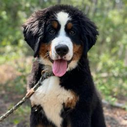 Enya - Black tan and white female Bernese Mountain Dog puppy in Broxton, Georgia from Faith’s Bernese
