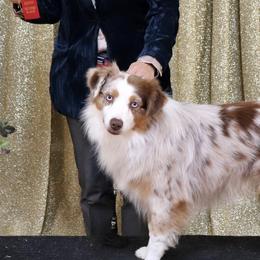 Jackson - Australian Shepherd