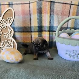 Sable - Fawn female Pug puppy in Auburn, Kentucky from Prentice Family Pugs