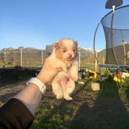 Prince - Chocolate merle male Pomeranian puppy in Saint Ignatius, Montana from Pomeranians Montana