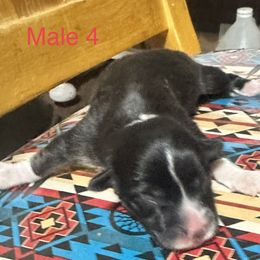 Pembroke Welsh Corgi Puppies from Flying Z ranch