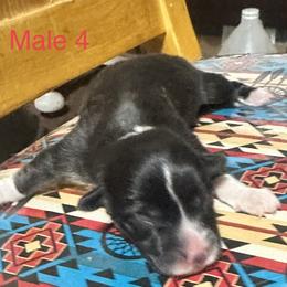 Pembroke Welsh Corgi Puppies from Flying Z ranch