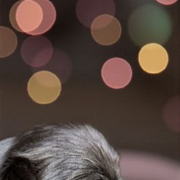 Paige - Black female Shih Tzu puppy in Claxton, Georgia from Small Pawz Shih tzu