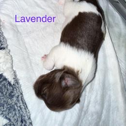 Lavender - Fawn female Companion Cross puppy in Avoca, Michigan from Repurposed Paradise Farm