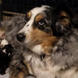 Australian Shepherd Puppies from NewFound Lake Aussies