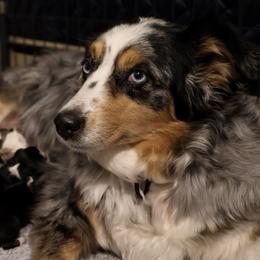 Australian Shepherd Puppies from NewFound Lake Aussies