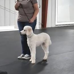 Poodle All Grown Up from Acorn Trail Poodles