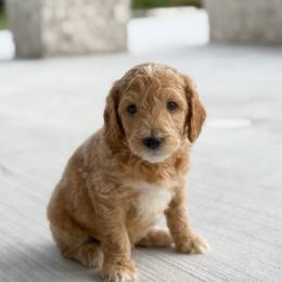 Green - Apricot male Goldendoodle puppy in Spring, Texas from The Doodle Den