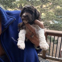 Aussiedoodle and Sarplaninac Puppies from Pesky Redneck Mini Ranch