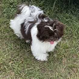 Shih Tzu Puppies from Sweet on Tzu