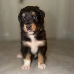 Indy - Black tri female Miniature Australian Shepherd puppy in Hillsboro, Texas from H&J Aussies