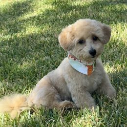 Goldendoodle All Grown Up from Hall Family Doodle Ranch