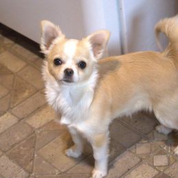 Delilah - Chihuahua