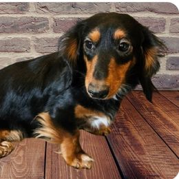Milani - Dachshund