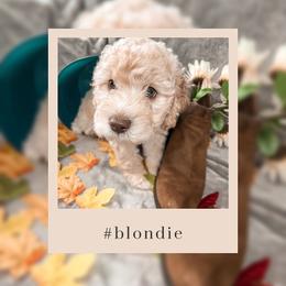 Goldendoodle Puppies from The Dood Effect