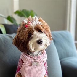 Sunny - Goldendoodle