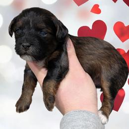 Jingle - Black and tan male Yorkipoo puppy in Coshocton, Ohio from Forever Family Puppies