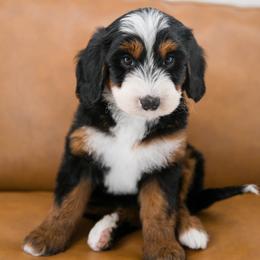 Australian Mountain Doodle Puppies from Brick House Farm Doodles
