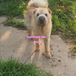 Kisses - Chinese Shar-Pei