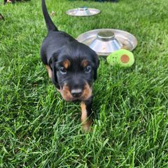 Gordon Setter Puppies from Tom McCleary