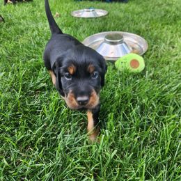 Gordon Setter Puppies from Tom McCleary