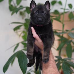 Kaia - Sable female German Shepherd puppy in Coarsegold, California from Yosemite Shepherds