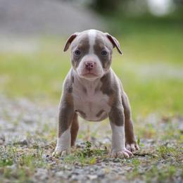 Girl 2 - American Bully puppy in Violet Hill, Arkansas from Obduro Bullies