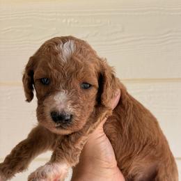 Peter Pan - Parti male Goldendoodle puppy in Pittsburg, Texas from Peachy Pine Goldendoodles