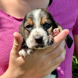 Male 1 - Black brown and white male Basset Hound puppy in Lindley, New York from Hill Top Basset Hounds & Cane Corso