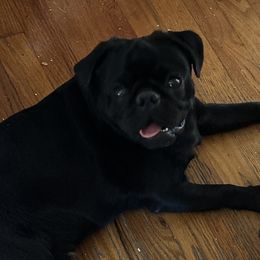 Skully - Pug