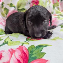 Dachshund Puppies from Goldie Girls Ranch Dachshunds