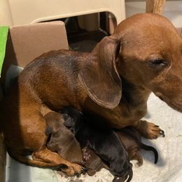 Olive - Dachshund