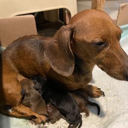 Olive - Dachshund