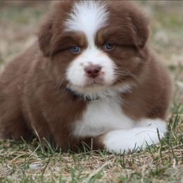 Salsa - Red tri-color female Australian Shepherd puppy in Jameson, Missouri from Sky Creek
