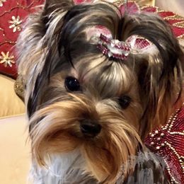 Scarlett - Yorkshire Terrier