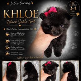 Khloe - Black and brindle female Pomeranian puppy in Cropwell, Alabama from Poms On The Lake