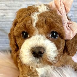 Dolly - Red and white Cockapoo puppy in Roseville, California from Darby Park Doodles