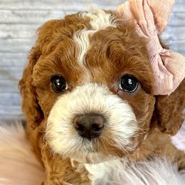 Dolly - Red and white Cockapoo puppy in Roseville, California from Darby Park Doodles