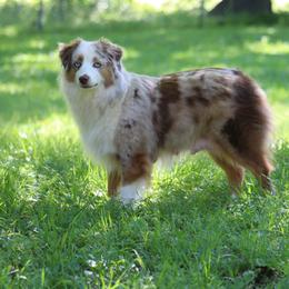 Josephine - Miniature Australian Shepherd