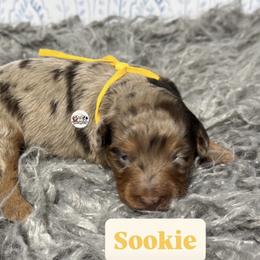 Sookie - Red merle female Aussiedoodle puppy in Fort Worth, Texas from Doodles by Dada