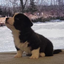 Nudge - Brindle and white male Cardigan Welsh Corgi puppy in Larsen, Wisconsin from Pondside Kennels