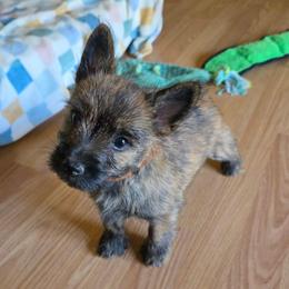 Habanero aka Mr Orange(White) - Red brindle male Cairn Terrier puppy in Savannah, Missouri from WoodSchott Cairn Terriers