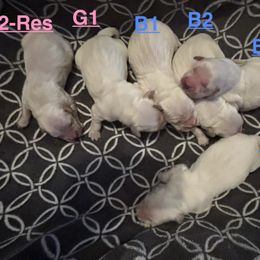 Luna -G2 - Light golden female Golden Retriever puppy in Holly, Michigan from Nina's Golden hour