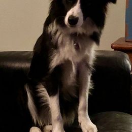 Border Collie All Grown Up from Aumakua Border Collies