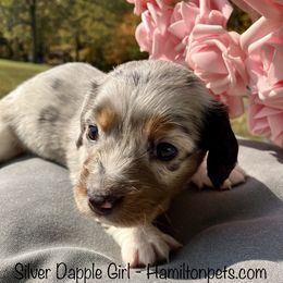 Dachshund Puppies from Shawnee Tribe Dachshunds
