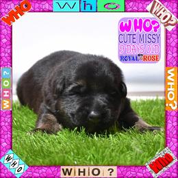 WHO - Black and tan female German Shepherd puppy in Murrieta, California from Diamond Oaks German Shepherds