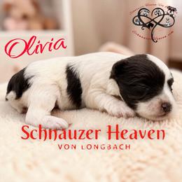 Olivia AKC - Parti female Miniature Schnauzer puppy in Pelzer, South Carolina from Schnauzer Heaven Von Longbach