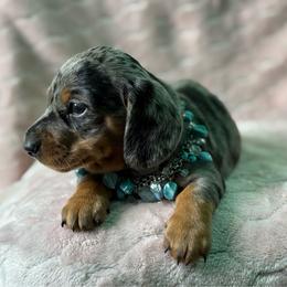 Bravo - Dapple male Dachshund puppy in Lincoln, Arkansas from Red Dirt Dachshunds