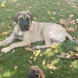 Mastiffs from Twin Cities Mastiffs